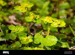 Attēlu rezultāti vaicājumam “Chrysosplenium alternifolium fruit”
