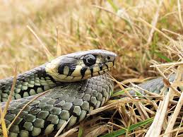 Image result for Ringelnatter