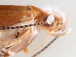 Attēlu rezultāti vaicājumam “Argyresthia albistria”