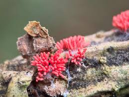 Attēlu rezultāti vaicājumam “Arcyria denudata macro”