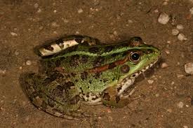 Attēlu rezultāti vaicājumam “Pelophylax adult”