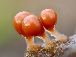 Attēlu rezultāti vaicājumam “Trichia crateriformis macro”