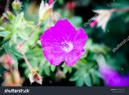 Attēlu rezultāti vaicājumam “Geranium bohemicum fruit”