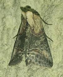 Attēlu rezultāti vaicājumam “Abrostola triplasia”