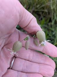 Attēlu rezultāti vaicājumam “Silene vulgaris bud”