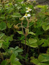 Attēlu rezultāti vaicājumam “Fragaria moschata”