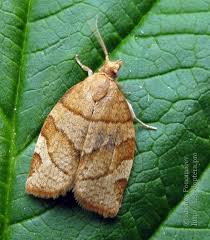 Attēlu rezultāti vaicājumam “Pandemis cinnamomeana”