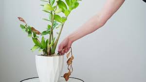 Image result for zamiokulkas