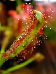 Attēlu rezultāti vaicājumam “Droseraceae”