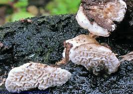 Attēlu rezultāti vaicājumam “Antrodia albida”