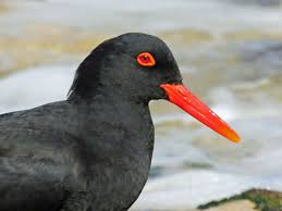 Attēlu rezultāti vaicājumam “Haematopus ostralegus adult”