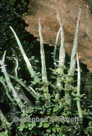 Attēlu rezultāti vaicājumam “Cladonia ochrochlora”