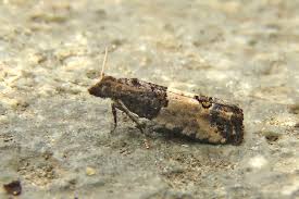 Attēlu rezultāti vaicājumam “Spilonota ocellana”