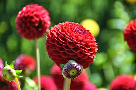 Image result for Dahlia x pinnata `Redskin`