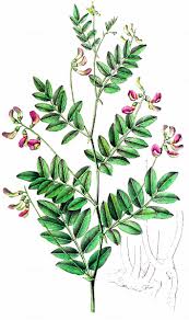 Attēlu rezultāti vaicājumam “Lathyrus niger”