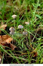 Attēlu rezultāti vaicājumam “Mycena filopes”