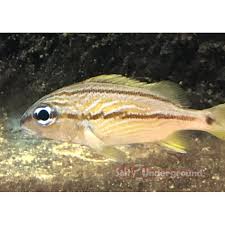 Image result for Haemulon flavolineatum