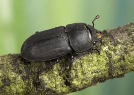 Attēlu rezultāti vaicājumam “Dorcus parallelopipedus”