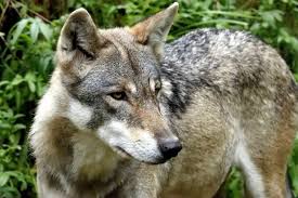 Image result for Edinburgh Wolves