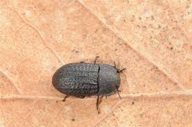 Attēlu rezultāti vaicājumam “Opatrum sabulosum”