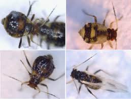 Attēlu rezultāti vaicājumam “Chaitophorus populeti”