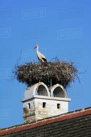 Attēlu rezultāti vaicājumam “Ciconia ciconia adult”