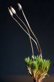 Attēlu rezultāti vaicājumam “Pogonatum urnigerum macro”