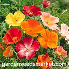 Attēlu rezultāti vaicājumam “Eschscholzia californica fruit”