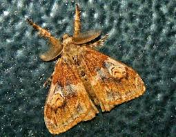 Attēlu rezultāti vaicājumam “Lymantriidae”