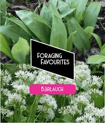 Image result for Bärlauch