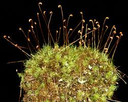 Attēlu rezultāti vaicājumam “Cynodontium strumiferum”