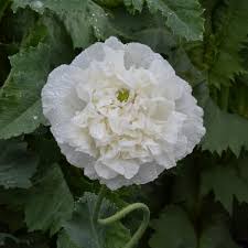 Image result for Papaver somniferum White Cloud