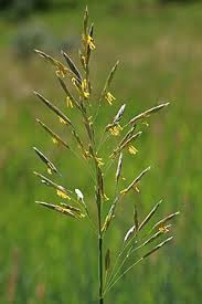 Attēlu rezultāti vaicājumam “Bromopsis inermis”