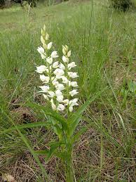Attēlu rezultāti vaicājumam “Cephalanthera longifolia”