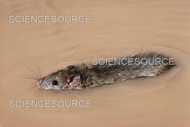 Attēlu rezultāti vaicājumam “Rattus norvegicus”