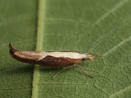 Attēlu rezultāti vaicājumam “Ypsolopha dentella”