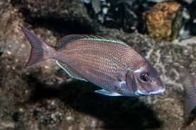 Image result for Stenotomus chrysops