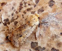 Attēlu rezultāti vaicājumam “Conistra rubiginea”