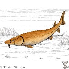 Image result for Acipenser fulvescens