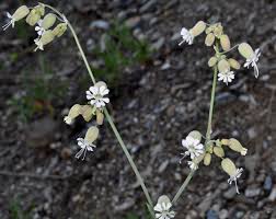 Attēlu rezultāti vaicājumam “Silene vulgaris flower”