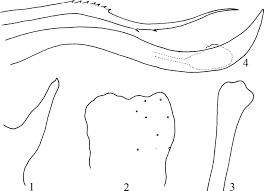 Attēlu rezultāti vaicājumam “Potamophylax”