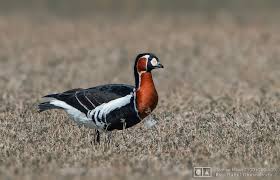 Attēlu rezultāti vaicājumam “Branta ruficollis adult”