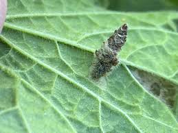 Attēlu rezultāti vaicājumam “Proutia betulina larva”