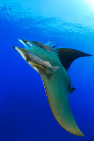 Image result for Mobula tarapacana