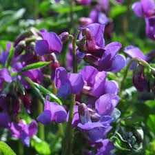 Attēlu rezultāti vaicājumam “Lathyrus vernus”