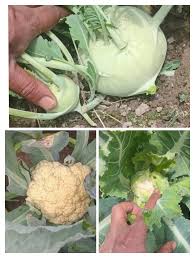 Attēlu rezultāti vaicājumam “Cruciferae”