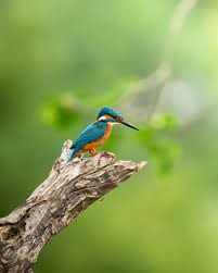 Attēlu rezultāti vaicājumam “Alcedo atthis”