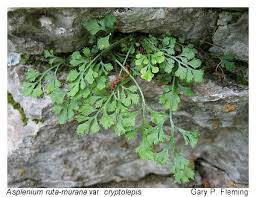 Attēlu rezultāti vaicājumam “Asplenium ruta-muraria”