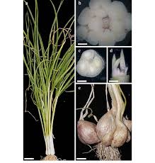 Attēlu rezultāti vaicājumam “Allium sativum bud”