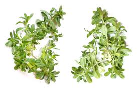 Attēlu rezultāti vaicājumam “Cerastium holosteoides fruit”